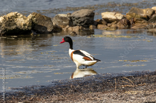 Canard Tadorne de Belon - Tadorna Tadorna à La Conque de Mèze - Hérault - Occitanie