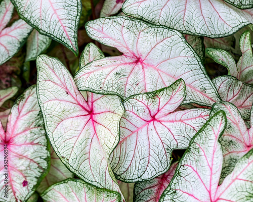 Caladium leaves