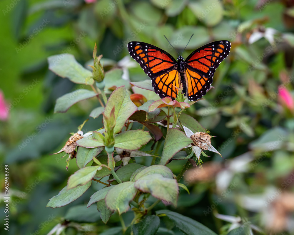 butterfly on flower butterfly on flower