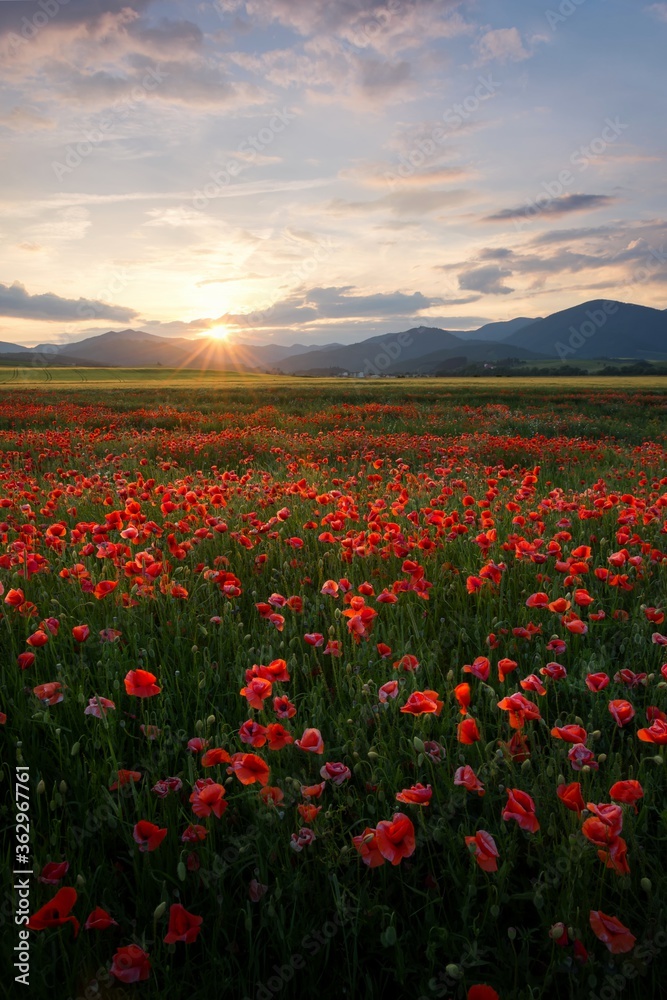 Poppy field in region Turiec, Slovakia. Landscape with sunset over poppy field. Red petals poppies in summer countryside.