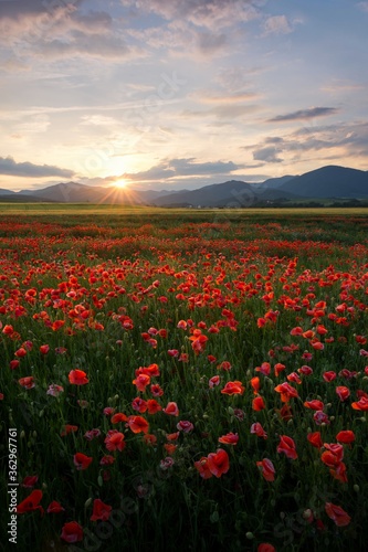 Poppy field in region Turiec  Slovakia. Landscape with sunset over poppy field. Red petals poppies in summer countryside.