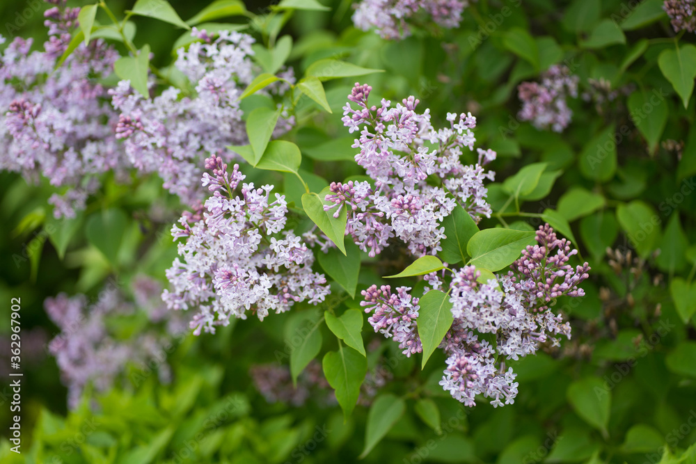 lilac branches on a green bush lilac branches on a green bush