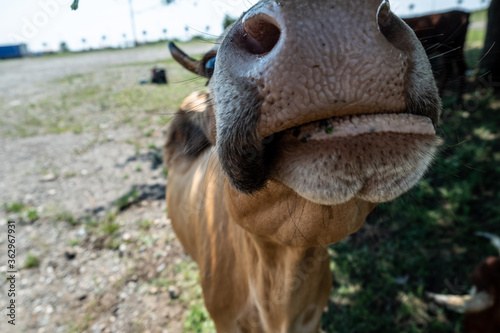 Portrait of a cow in the pasture. Animal head close up. Flies sit on their faces and bite a cow. Ears tag on rabies vaccinations.