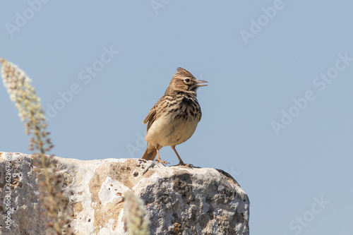 The Thekla's lark Galerida theklae in Morocco