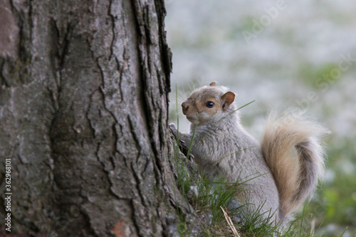 Fototapeta Naklejka Na Ścianę i Meble -  White form of eastern gray squirrel (Sciurus carolinensis)