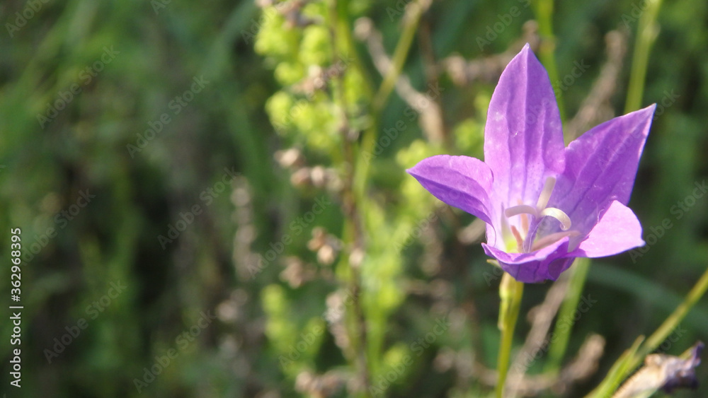 Gently purple wildflower, for illustration, for mobile app Gently purple wildflower, for illustration, for mobile app