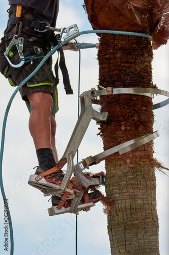 dangerous job, man climbing, palm tree pruning with special climbing tool, job safety, safe gardeners tools