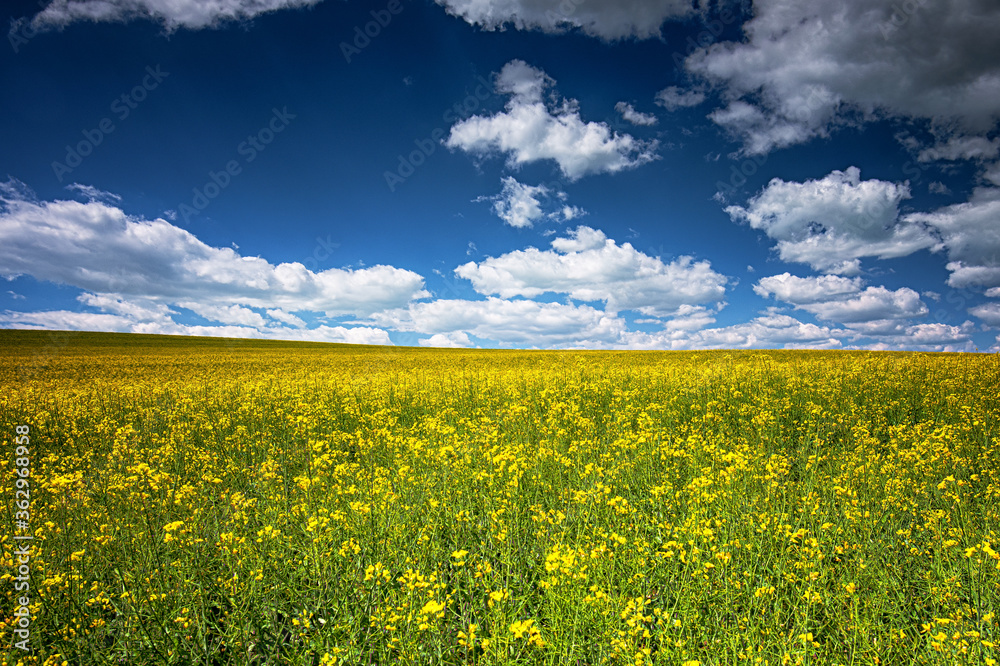 Obraz premium Field of rapeseed in spring