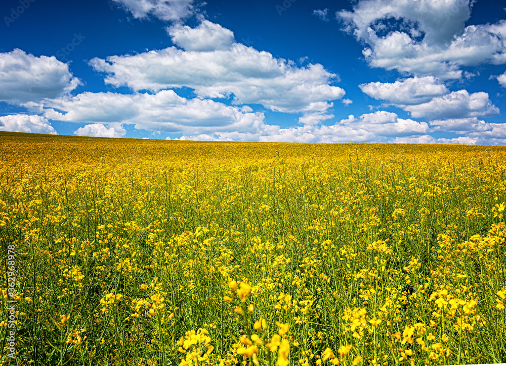 Field of rapeseed in spring Field of rapeseed in spring