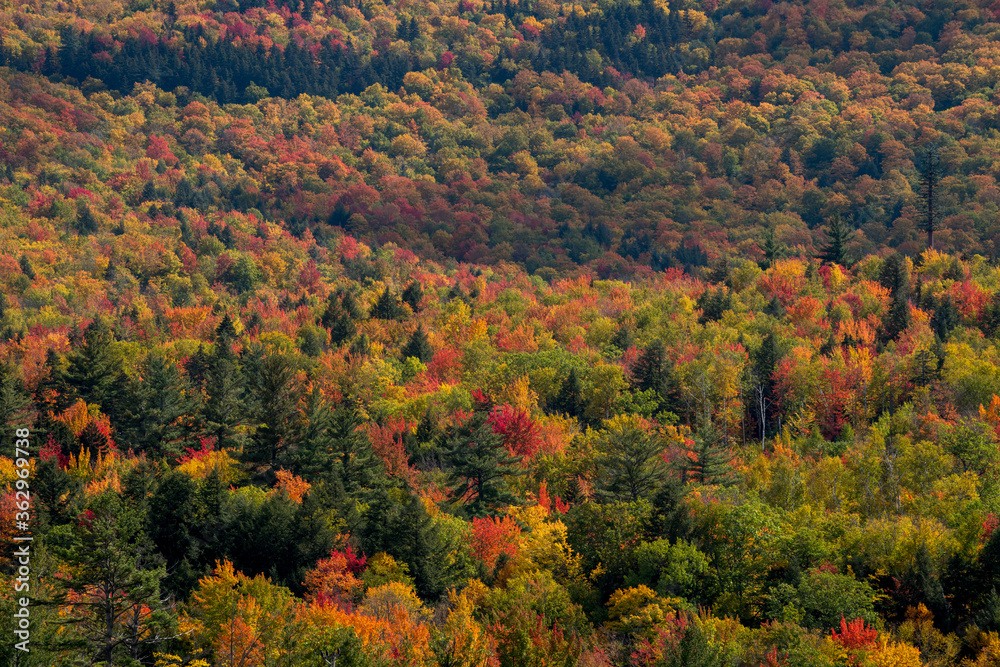 A blanket of color over the White Mountain National Forest.