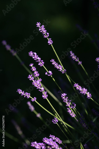 Brightly illuminated purple lavender flowers on green stems leaning slightly over to the left on a dark background. Frame horizontally and vertically.