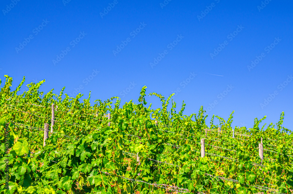 Grapevine trees on trellis with grapes and leaves in vineyards green fields on hills in river Rhine Valley, clear blue sky background in sunny summer day, Rheingau wine region on Roseneck mount
