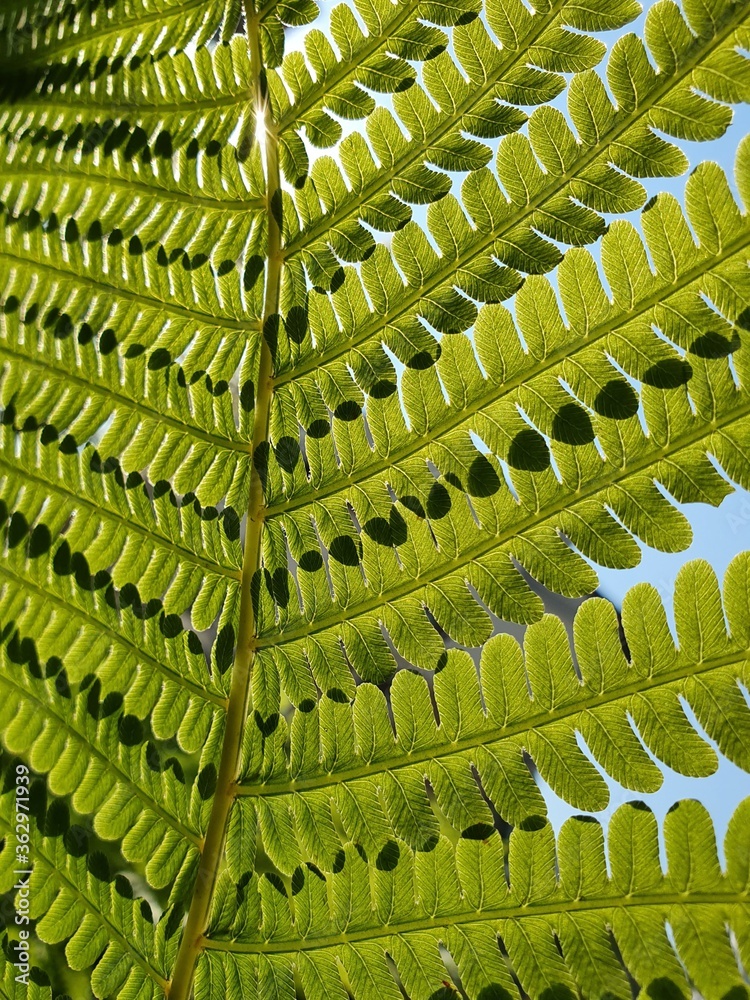Fototapeta premium Green fern leaf in the sun