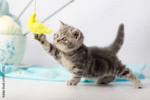 Fototapeta Naklejka Na Ścianę i Meble -  Pretty kitten playing with yarn ball on light background.