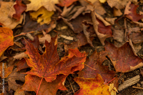 Leaf litter on the forest floor.