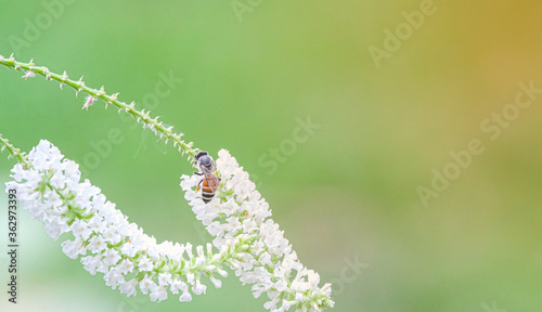 bee hanging on pretty white flower blossom bouquet tree animal wildlife sucking sweet honey with copy space. flora good smell scent for thailanf spa photo