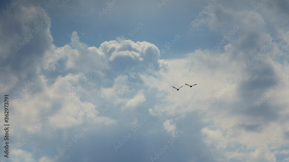 two flying birds on the background of clouds
