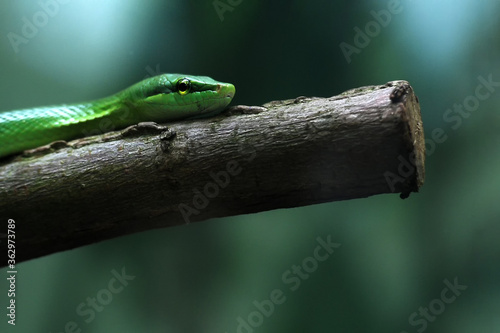 Green snake waiting on tree branch