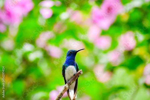 Title: Colibrí Jacobino cuello blanco o jacobino collar grande / White Necked Jacobin Hummingbird / Florisuga mellivora - Alambi, Ecuador