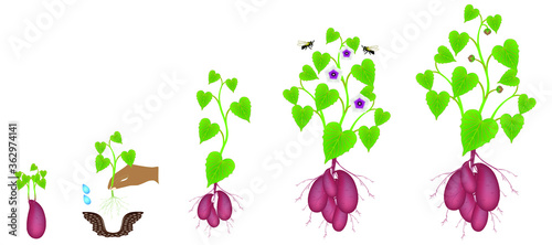 Growth cycle of sweet potato plants on a white background.