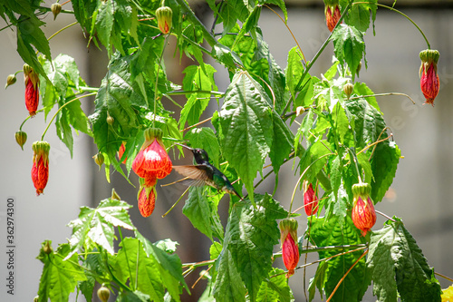 Colibrí Abejorro / Chaetocercus bombus / Little Woodstar, colibrí en estado vulnerable, localizado en la ciudad de Quito, Ecuador photo