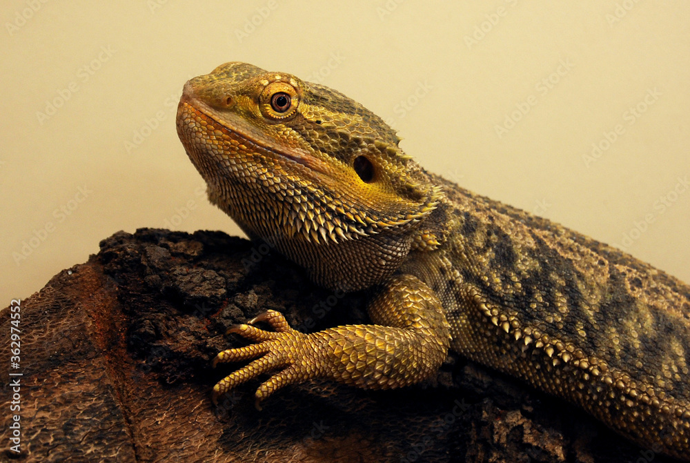 Fototapeta premium bearded dragon lizard portrait reptile of australia