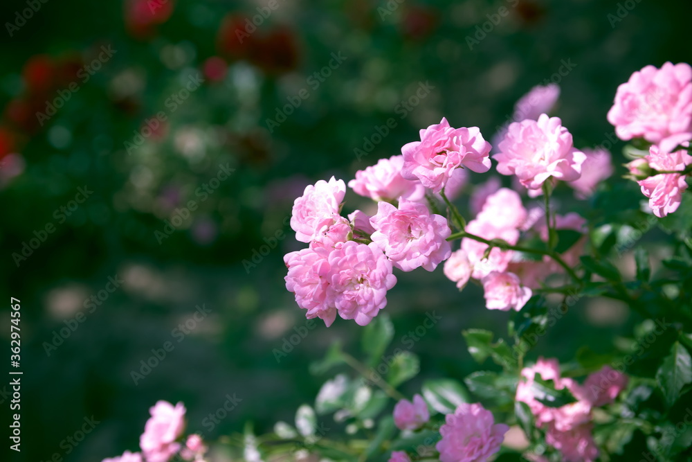 Pink roses on a flowerbed in the garden on a sunny day