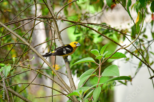 Huiracchuro / Golden Grosbeak / Pheucticus chrysogaster en una rama localizado en Quito, Ecuador photo