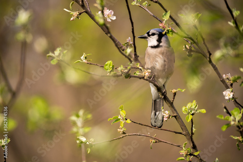 A blue jay sitting in a tree on a spring day.
