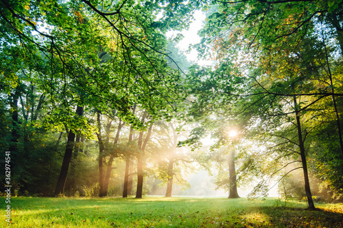 Early Morning Sunlight in idyllic and peaceful park meadow with sunbeams shining bright trough trees