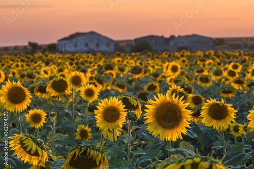Fototapeta Naklejka Na Ścianę i Meble -  Field of blooming sunflowers on the background of the sunset. Summer evening landscape with yellow sunflowers.