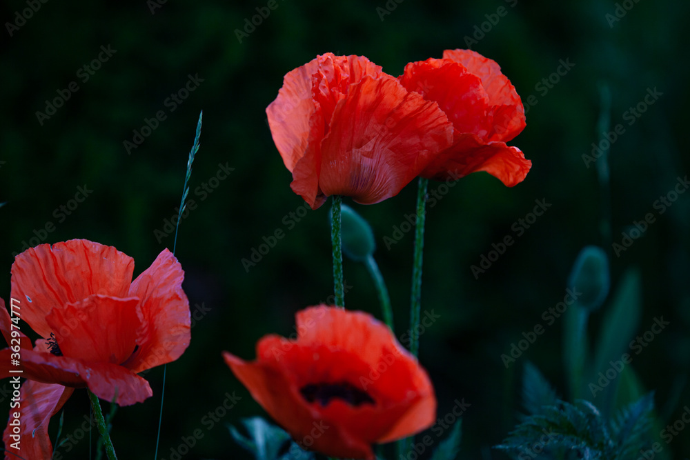 Obraz premium Czerwone kwiaty maku w ogrodzie wieczorem
