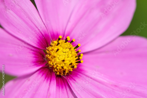 daisy bushes or african daisy closeup purple flower petals with blue and orange stamen