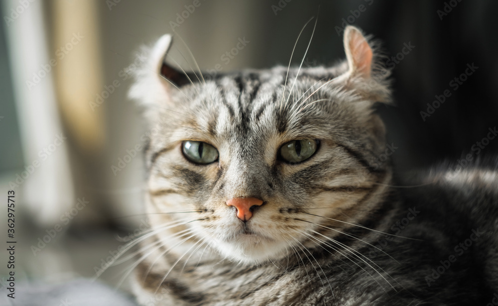 American curl cat Silver tabby color Which ears roll pet Poses comfortably is happy. Cat breed originated from American. love to animals pet concept . American curl cat Silver tabby color Which ears roll pet Poses comfortably is happy. Cat breed originated from American. love to animals pet concept .