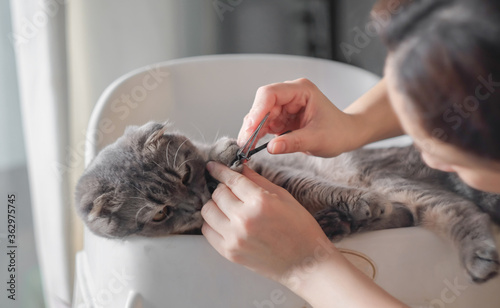 Trimming Cat clippers nails . Owner's hand holding clippers nail and cat's paw nails Selective focus on the claws