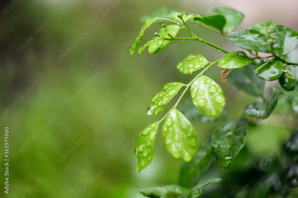 Blurred Background tropical green leaves . Vivid summer floral Foliage Green greenery with leaves In the garden path can be used for display or enter text and montage anything your Blurred Background tropical green leaves . Vivid summer floral Foliage Green greenery with leaves In the garden path can be used for display or enter text and montage anything your