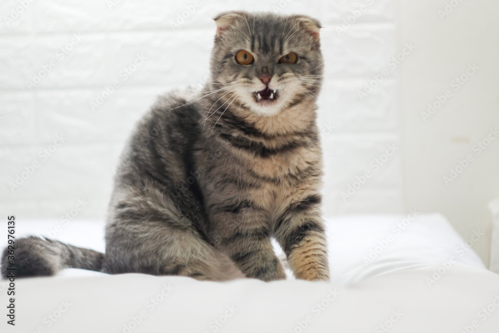 Little scottish fold Cat cute ginger kitten happy and lovely comfortable Looking at . love to animals pet concept . Little scottish fold Cat cute ginger kitten happy and lovely comfortable Looking at . love to animals pet concept .