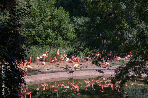 flamingi ptaki woda drzewa sadzawka