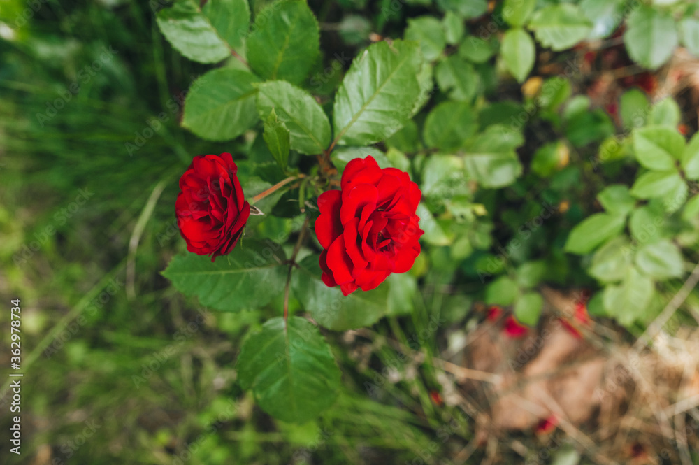 Two large, beautiful, blooming red roses with green leaves grow in the garden close-up. Garden flowers for sale and gifts. Two large, beautiful, blooming red roses with green leaves grow in the garden close-up. Garden flowers for sale and gifts.
