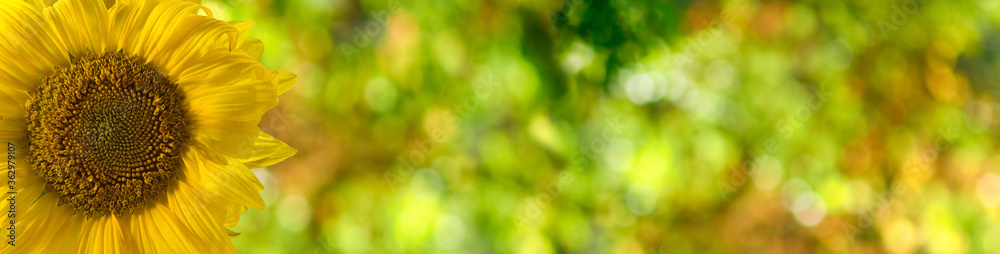  image of a sunflower on a green blurry background