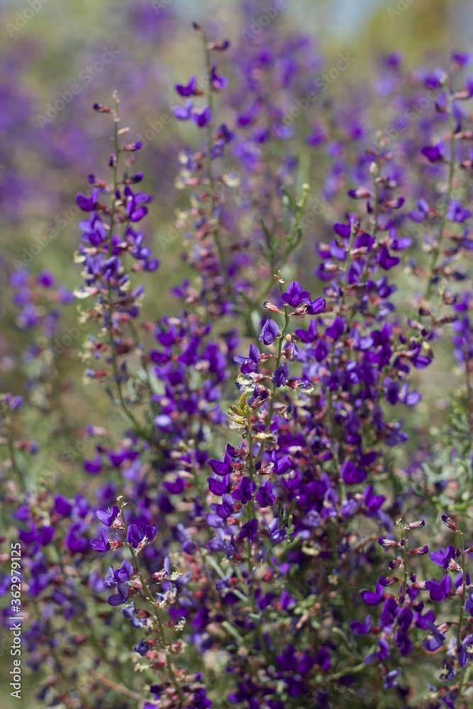 Naklejka premium Purple Raceme bloom on California Indigo Bush, Psorothamnus Arborescens, Fabaceae, native Perennial Deciduous Shrub on the edges of Joshua Tree City, Southern Mojave Desert, Springtime.