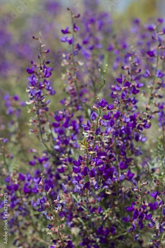 Purple Raceme bloom on California Indigo Bush, Psorothamnus Arborescens, Fabaceae, native Perennial Deciduous Shrub on the edges of Joshua Tree City, Southern Mojave Desert, Springtime.