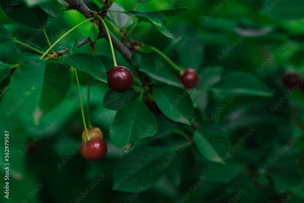 fresh cherry on a beautiful background
fresh cherry on a beautiful background