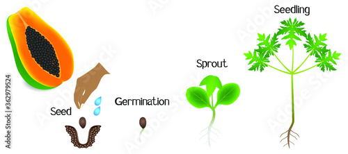 Sequence of a papaya plant growing isolated on white.