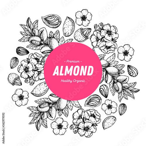 Almond nuts hand drawn sketch. Almond label, logo. Nuts vector illustration. Organic healthy food. Great for packaging design. Engraved style. Black and white color.