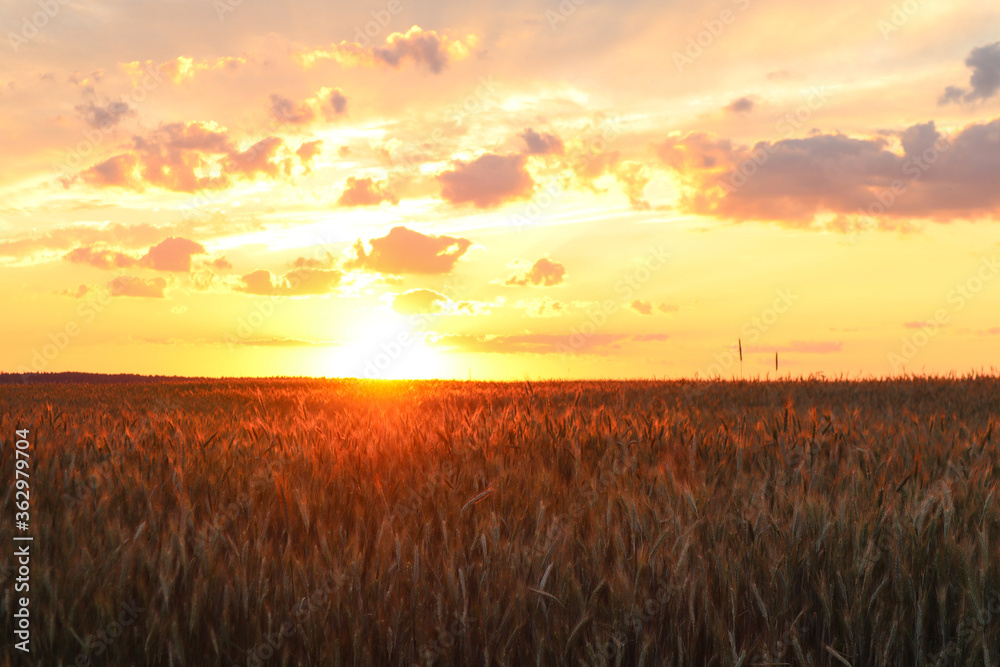 Wheat field on the background of the sunset sky with Golden rays of the sun, landscape
