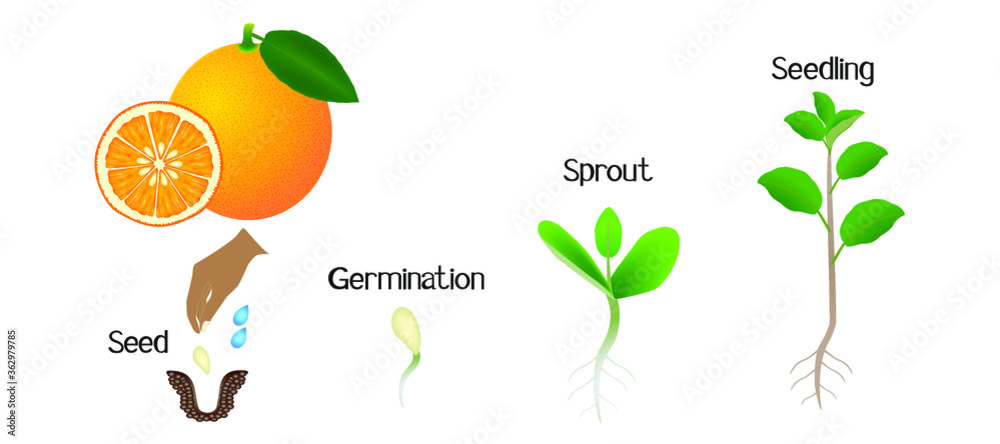 Sequence of an orange plant growing isolated on white.