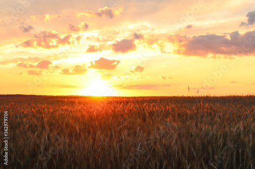 Wheat field on the background of the sunset sky with Golden rays of the sun  landscape