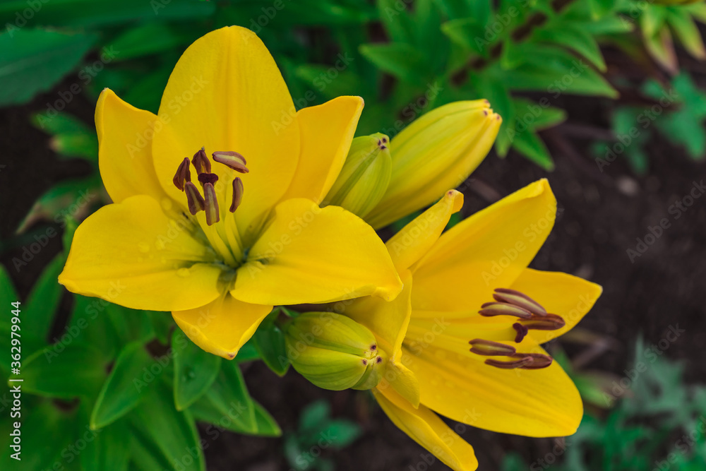 yellow lilies on a green background yellow lilies on a green background