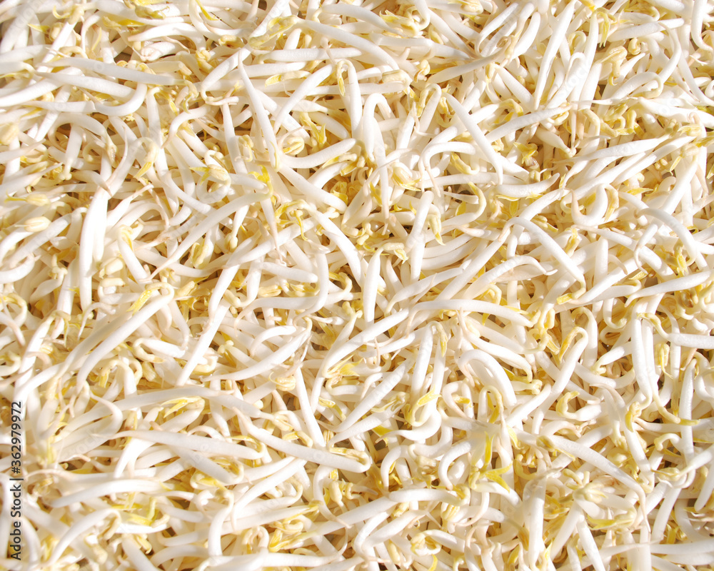 fresh raw peeled green bean sprouts fresh raw peeled green bean sprouts